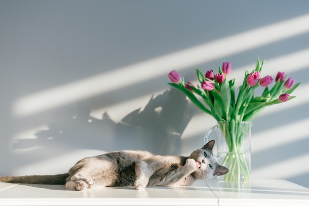 Retrato de foco suave de gato azul russo brincalhão e ativo de raça pura, posando na mesa com booquet de tulipas em vaso de vidro. tempo de lazer lindo gatinho doméstico. gatinho engraçado com flores atrás da parede