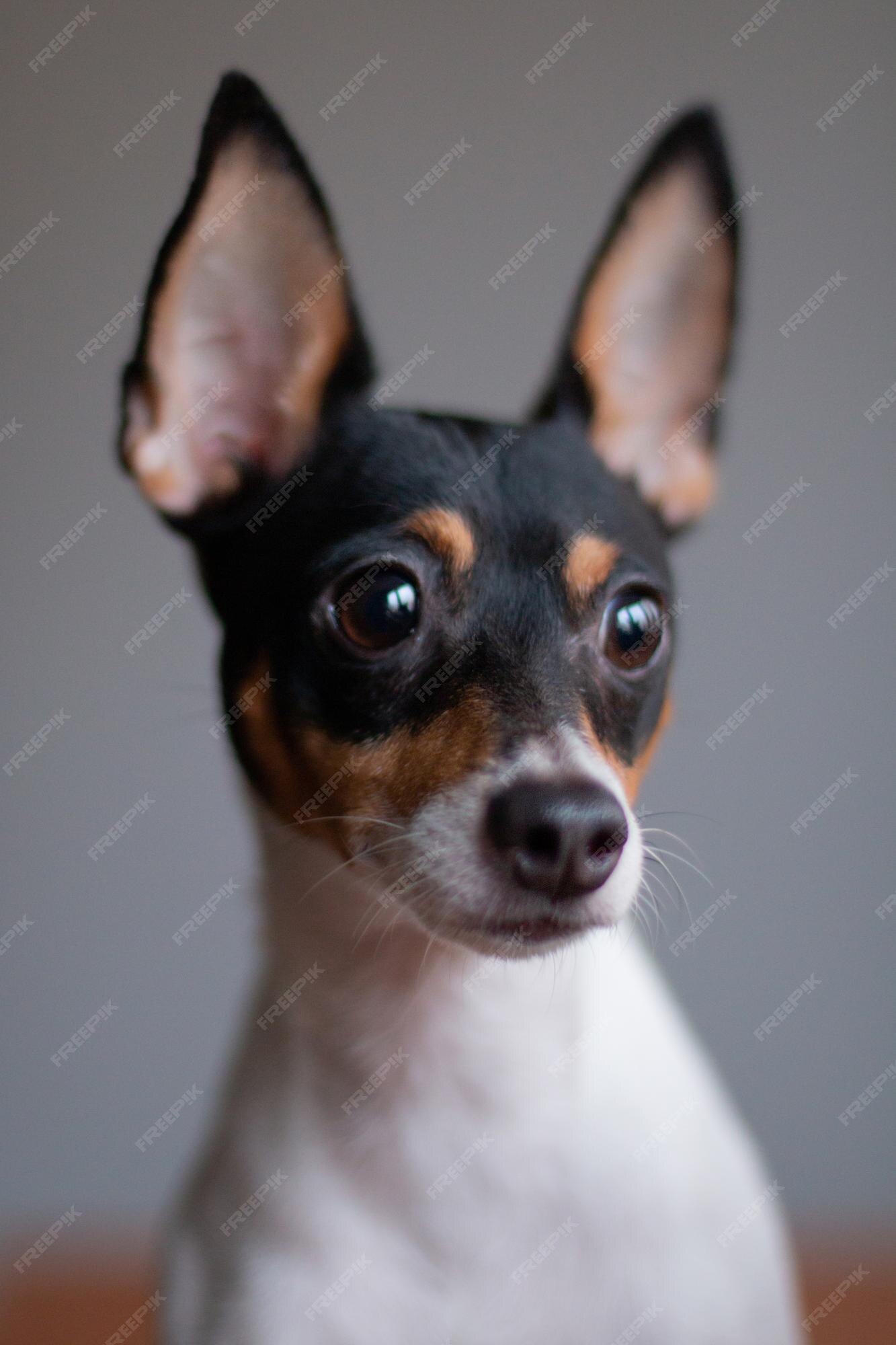 Retrato Ilustrativo De Um Brinquedo Manchester Terrier Cão Cara Closeup,  Gráfico De Cinema Detalhado Com Profundidade De Campo Rasa. Foto Royalty  Free, Gravuras, Imagens e Banco de fotografias. Image 192875622