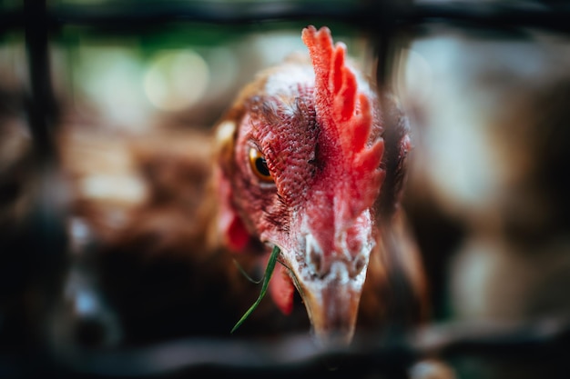 Retrato de frango em close-up