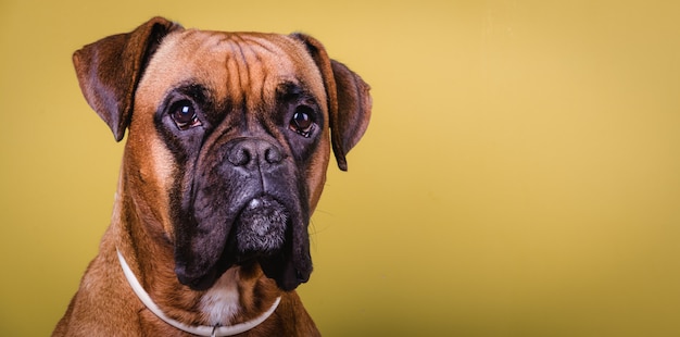 Retrato de fundo bonito cão boxer