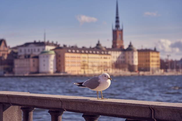 Retrato de gaivota na cidade. close-up vista de um pássaro sentado em uma costa do mar contra uma água azul e turva a cidade velha de estocolmo.