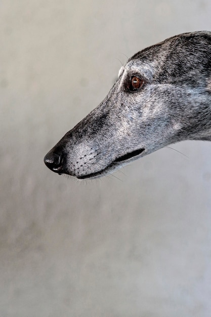 Retrato de galgo de perfil