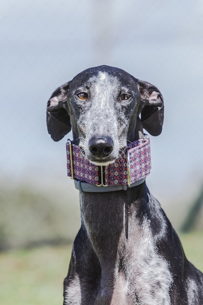 Retrato de galgo espanhol (sighthound espanhol)