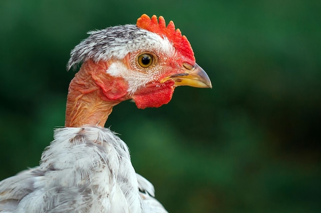 Retrato de galinha branca de pescoço careca no fundo verde escuro no perfil