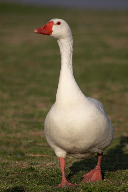 Retrato de ganso branco de bico laranja andando sozinho na grama verde em um dia ensolarado de verão