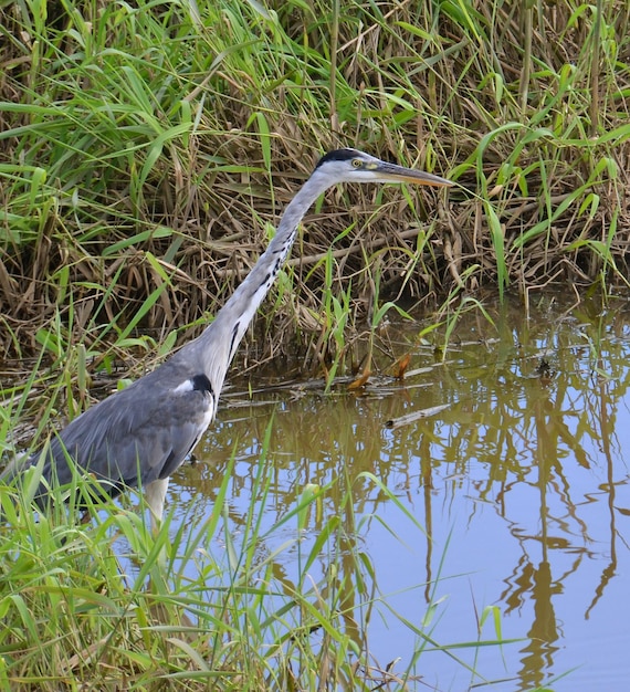 retrato de garça azul