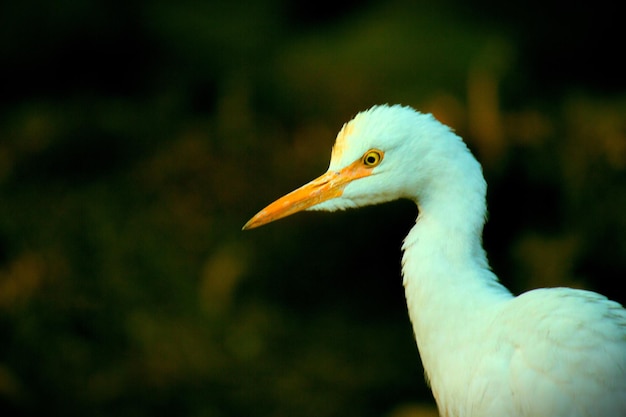 Retrato de garça-vaqueira