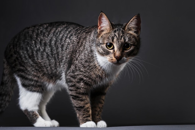 Retrato de gatinho cinza em fundo cinza no estúdio