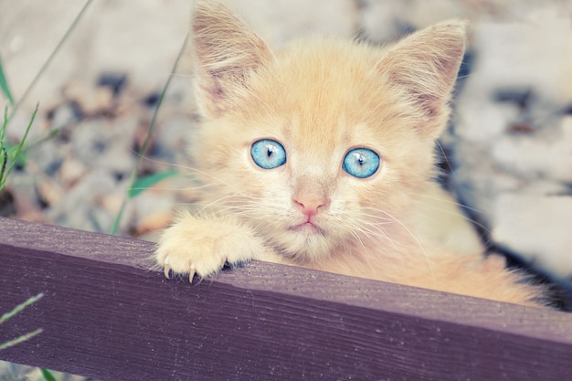 Retrato de gatinho cor de pêssego.