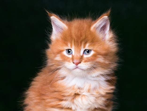 Retrato de gatinho de Maine Coon vermelho doméstico Gatinho fofinho em fundo preto Gatinho jovem adorável e curioso olhando de perto