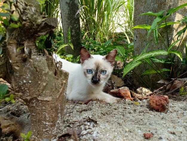 Retrato de gatinho em terra perto de árvores