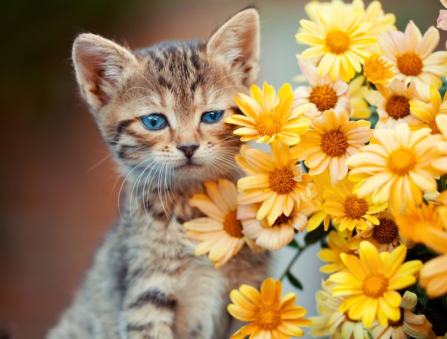 Retrato de gatinho fofo com flores