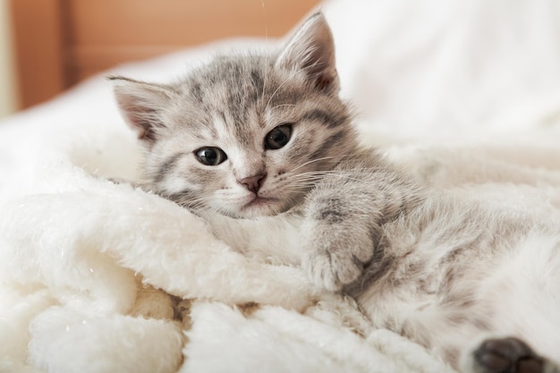 Retrato de gatinho fofo malhado com a pata dormindo no cobertor macio branco. Gato descansando cochilando na cama. Animal de estimação confortável dormindo em uma casa aconchegante.