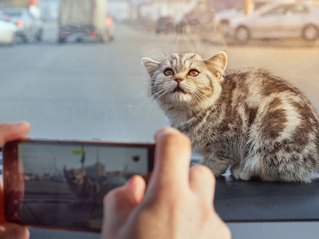 Retrato de gatinho fofo no carro