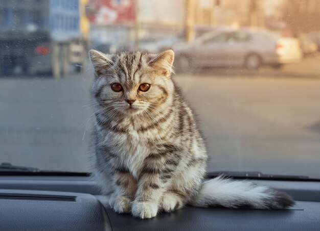 Retrato de gatinho fofo no carro