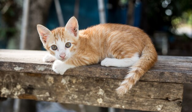 Retrato de gatinho, gato.