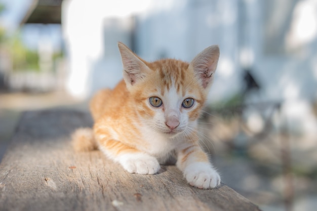 Retrato de gatinho, gato.