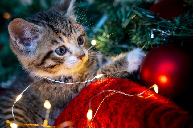 Retrato de gatinho listrado brincando com guirlanda de luzes de natal