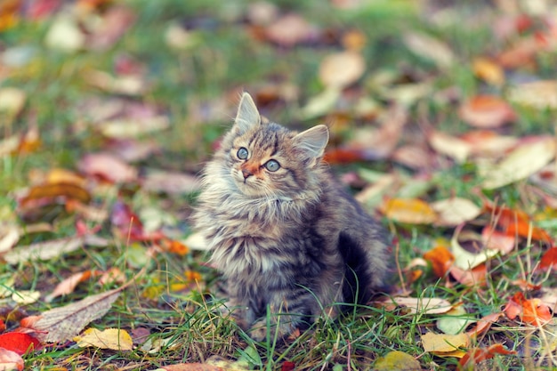 Retrato de gatinho na grama com folhas caídas no outono