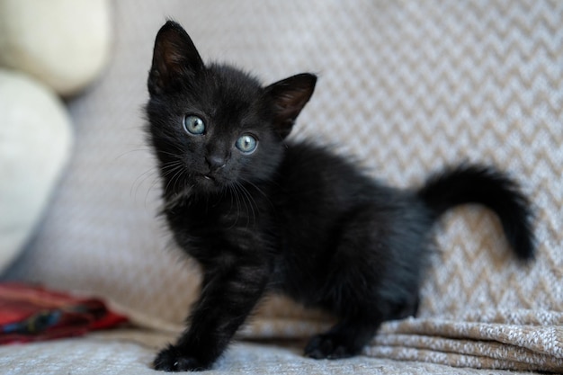 Foto retrato de gatinho preto fofo brincando deitado posando para a câmera pequeno animal de estimação conceito de amor puro gatinho