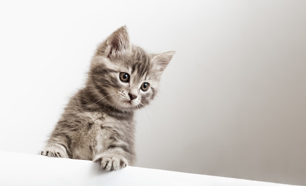 Retrato de gatinho surpreso com patas espreitando sobre a placa de sinalização em branco, olhe para baixo a placa do estandarte do gato