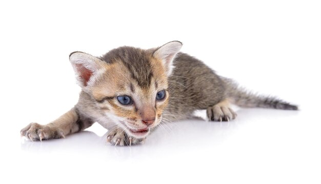 Retrato de gatinho