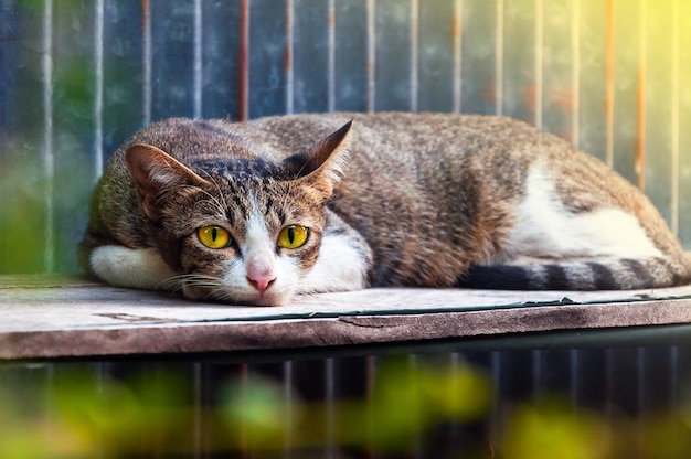 Retrato de gato adormecido com olhos amarelos dormindo e relaxantesAnimal entediado sonhando relaxante