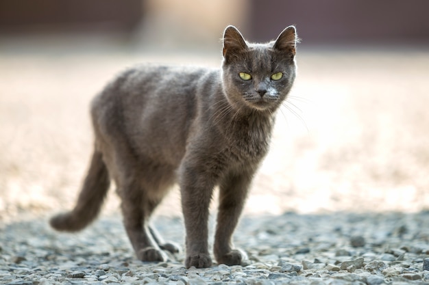 Retrato de gato adulto de cabelos curtos grande adulto cinza com olhos verdes em pé ao ar livre em pequenos seixos, olhando diretamente para a câmera no espaço ensolarado cópia luz ensolarada