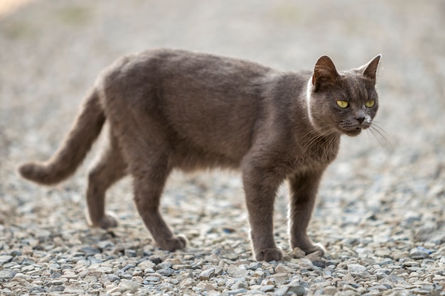 Retrato de gato adulto de cabelos curtos grande adulto cinza com olhos verdes em pé ao ar livre em pequenos seixos