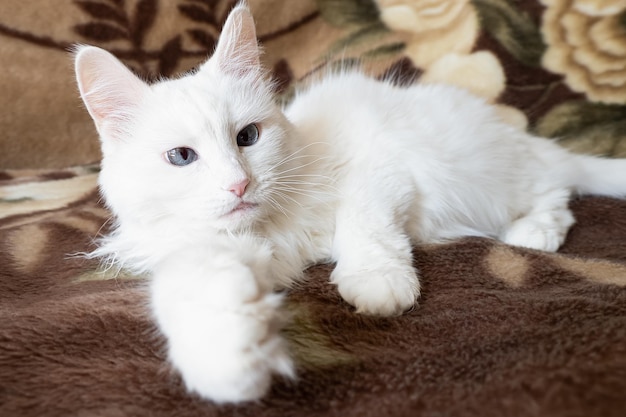 Retrato de gato angorá Temas de animais Gato bonito de raça pura