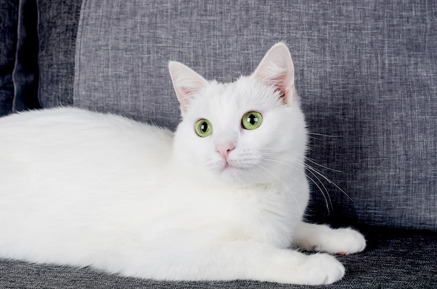 Retrato de gato angorá turco bonito