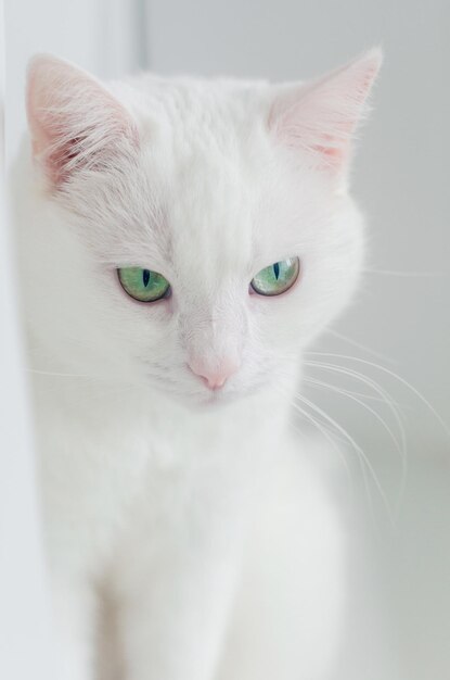 Retrato de gato angorá turco bonito