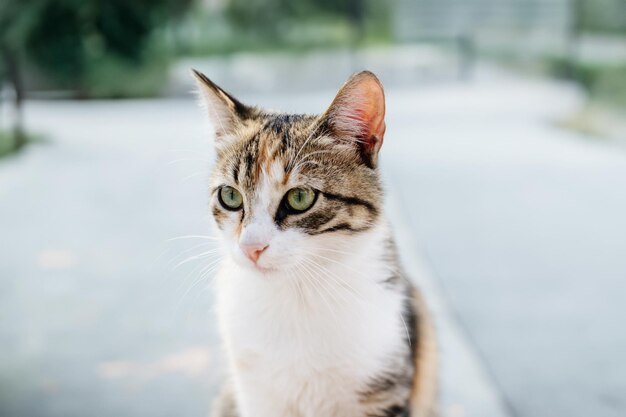 retrato de gato ao ar livre