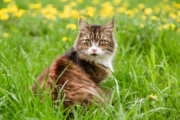 Retrato de gato assustado, sentado no gramado