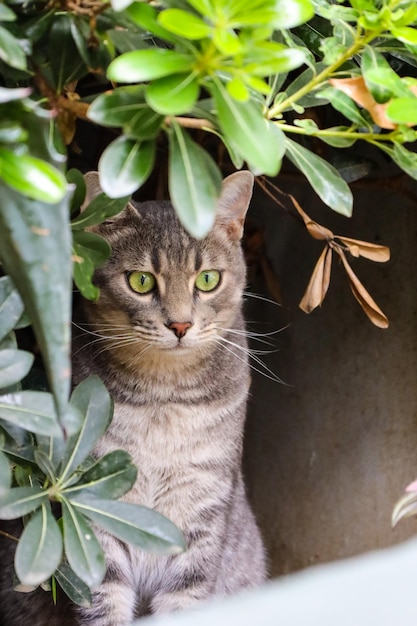 Retrato de gato bonito atrás de folhas. Lindo gato de rua com olhos verdes está olhando para a câmera.