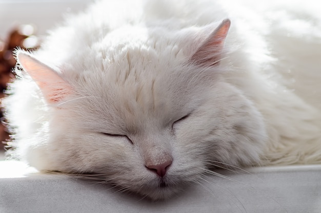 Retrato de gato branco bonito