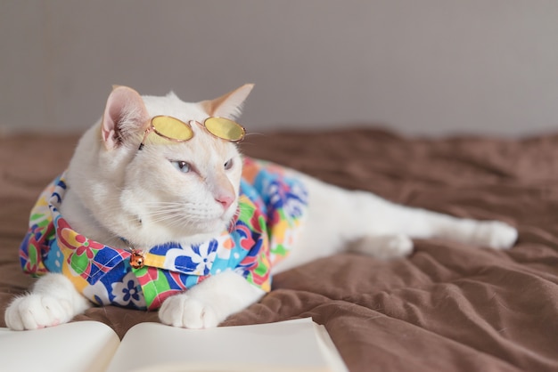 Retrato, de, gato branco, desgastar, óculos, e, livro leitura