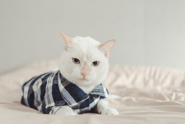 Retrato, de, gato branco, desgastar, óculos