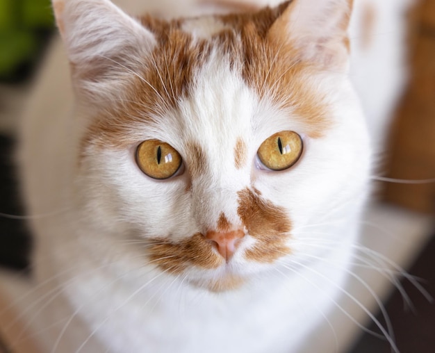 Retrato de gato branco e vermelho olhando para a câmera de perto