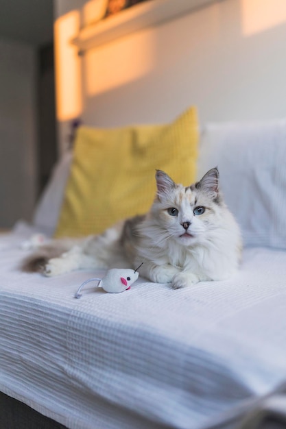 Retrato de gato branco em casa Foto de alta qualidade