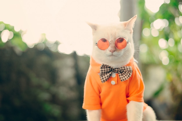 Foto retrato de gato branco hipster usando óculos escuros e camisa