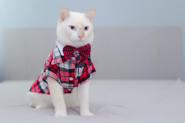 Retrato de gato branco, vestindo uma gravata borboleta