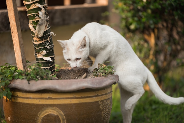 retrato de gato branco