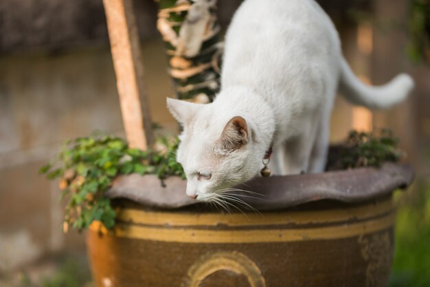 retrato de gato branco