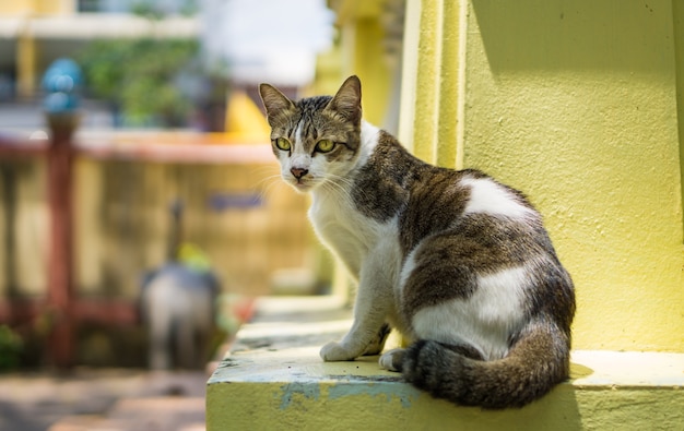 Retrato de gato cinza-branco