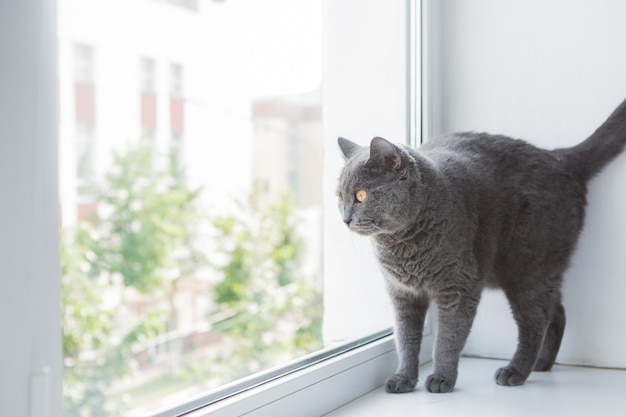 Retrato de gato cinza de raça pura