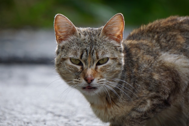 retrato de gato cinza na rua