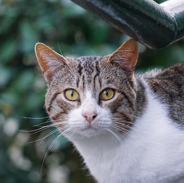 retrato de gato cinza vadio, temas animais