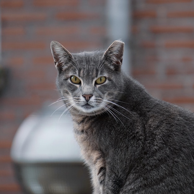 retrato de gato cinza vadio, temas animais