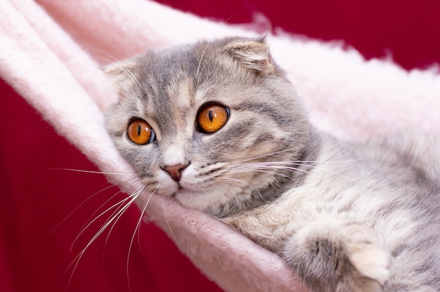 Retrato de gato cinzento scottish fold. gatinho malhado de pêlo curto. olhos grandes e amarelos. um belo fundo para papel de parede, capa, cartão postal. isolado, close-up. conceito de gatos.